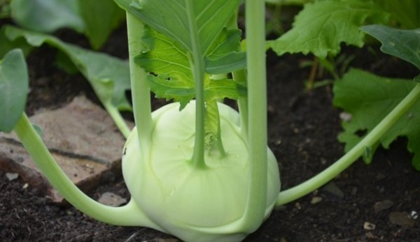 Kohl Rabi Vikora