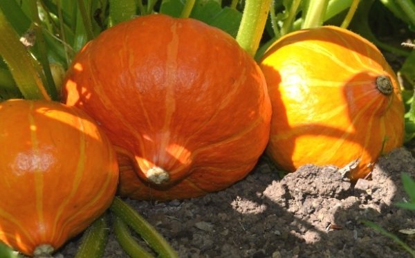 Squash Amoro F1