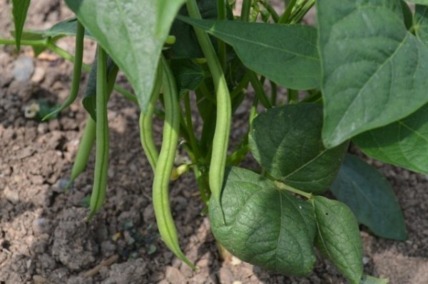 Dwarf French Bean Faraday