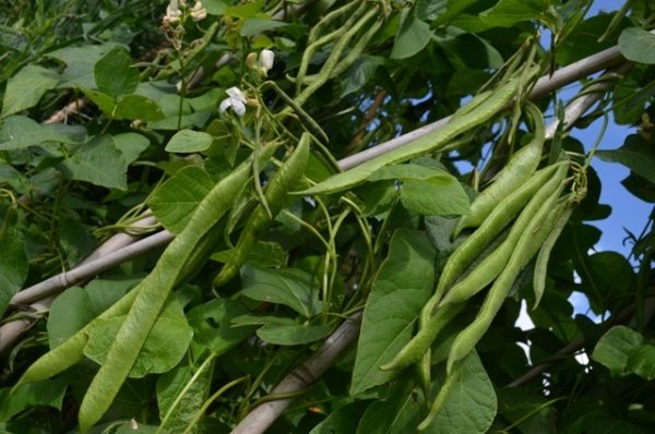 Runner Bean White Emergo