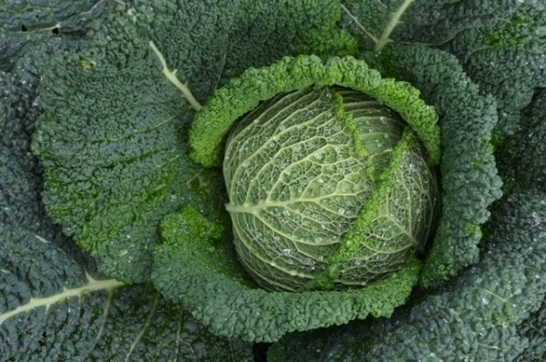 Cabbage Cantasa F1