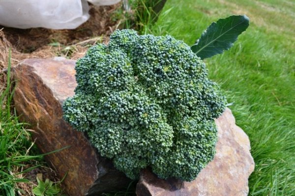 Calabrese Green Sprouting