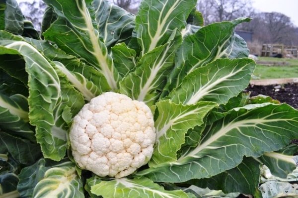Cauliflower Medaillon