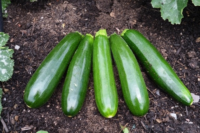 Courgette Dunja F1