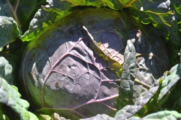 Cabbage Violaceo Di Verona