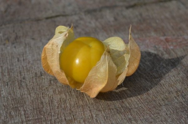 Cape Gooseberry Schonbrunner Gold