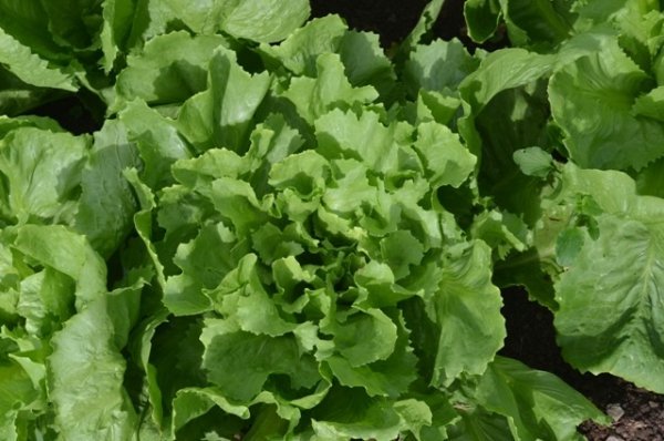 Endive Escariol Green