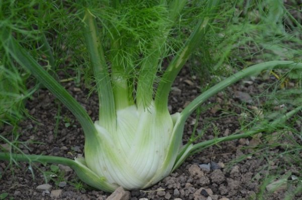 Florence Fennel Preludio F1