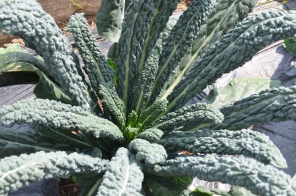 kale nero di toscana