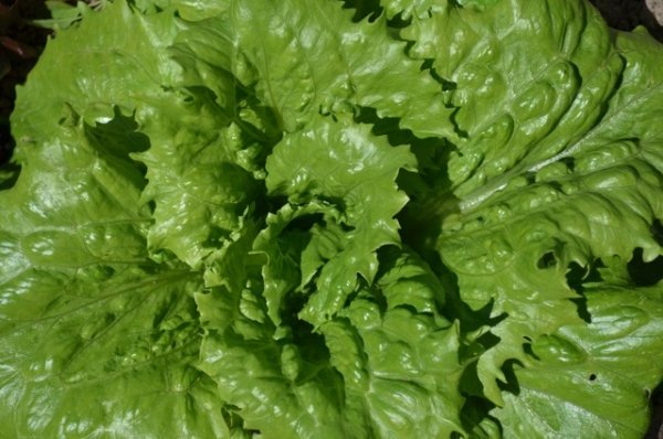 Lettuce Regina di Ghiacci