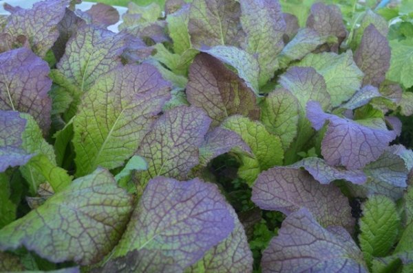 Giant Red Mustard