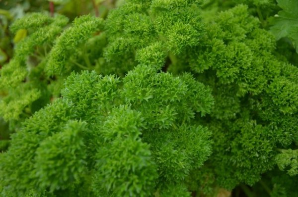 Parsley Green Perle