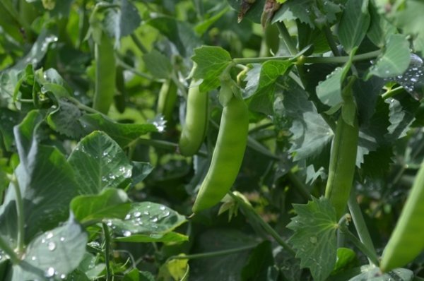 Pea Nairobi