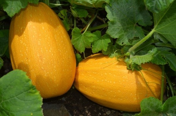 Squash Orangetti F1