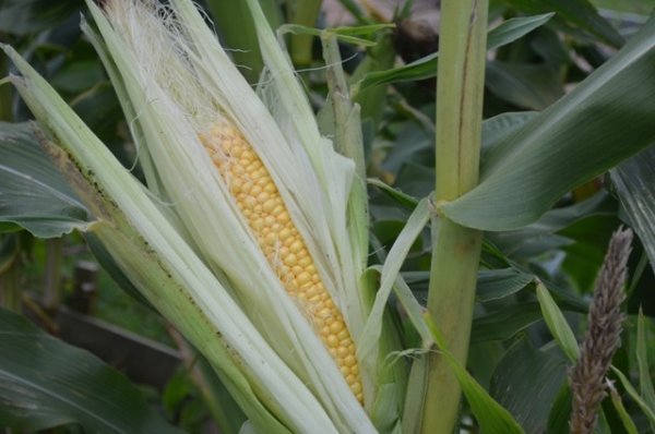 Sweetcorn Tramunt