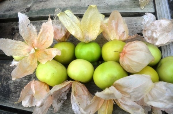 Tomatillo Verde