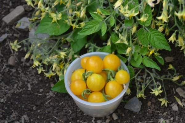 Tomato Clementine