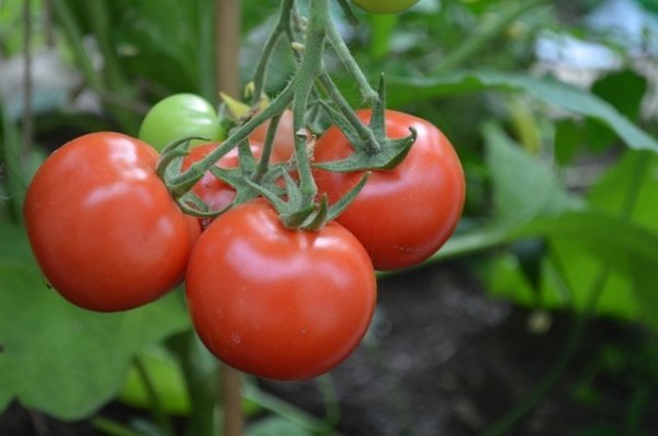 Tomato Gimli F1
