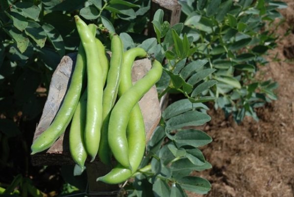 Broad Bean Superaquadulce