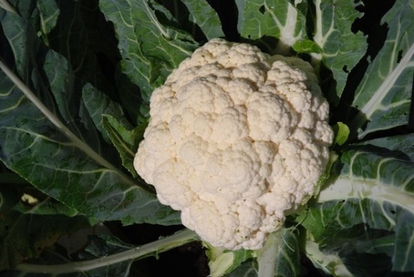 Cauliflower Belot F1