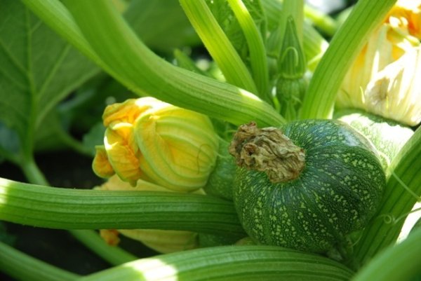 Courgette Tondo Di Nizza