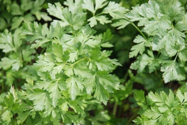 Parsley Halblange