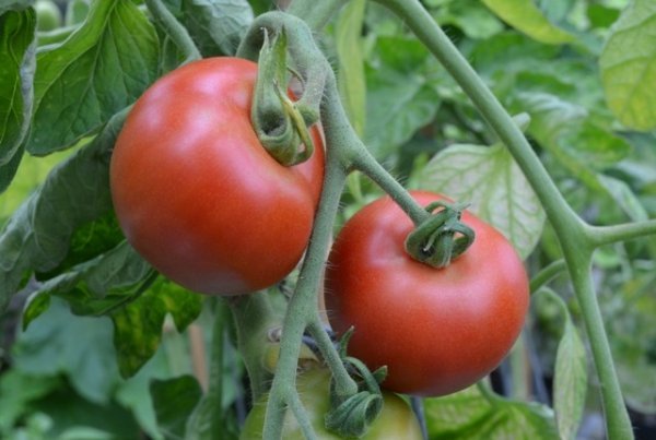 Tomato Matina