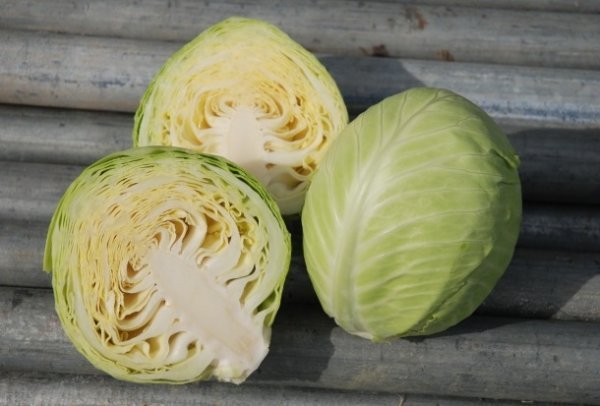 Cabbage Dottenfelder