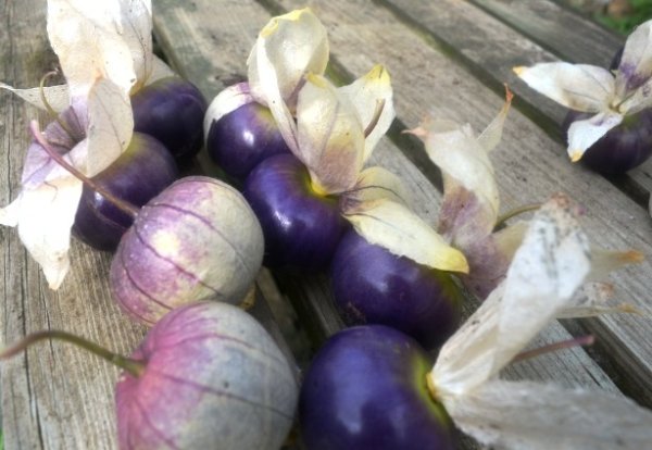 Tomatillo Purple