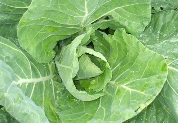 Spring Cabbage Wintergreen