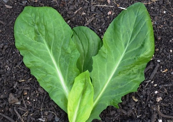 Chicory Grumolo Verde