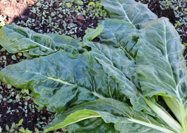 Leaf Beet Perpetual Spinach Erbette