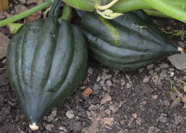 Squash Tuffy