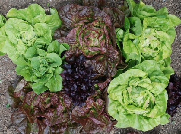Lettuce Mixed Leaves