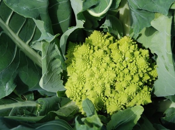 Cauliflower Veronika F1 Romanesco