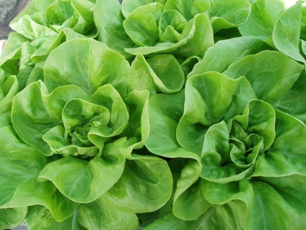 Lettuce Brighton