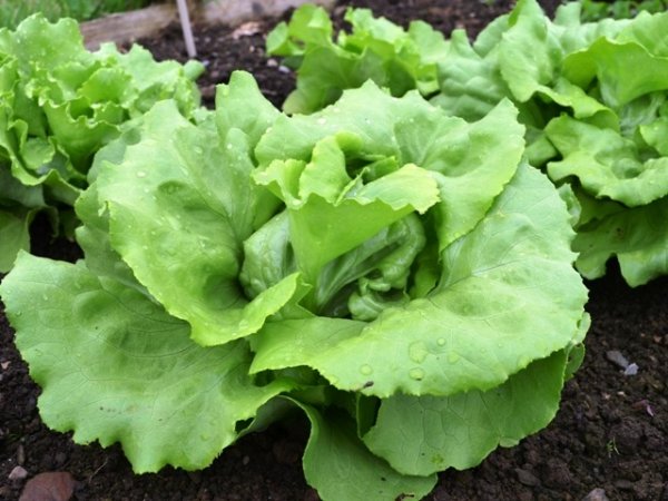 Lettuce Matilda