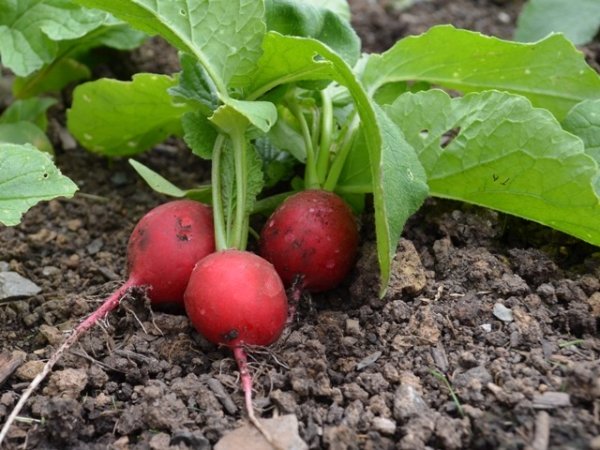 Radish Rudi