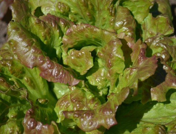 Lettuce Maravilla de Verano