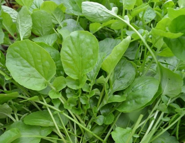 American Land Cress