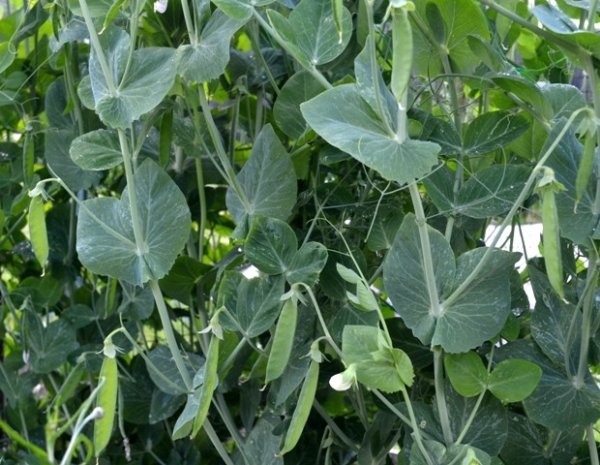 Pea Heraut