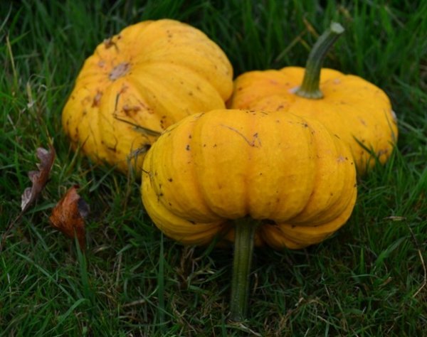 Squash Jack be Little
