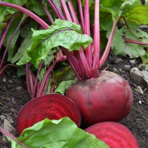 Beetroot Alvro Mono
