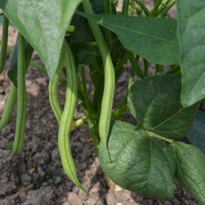 Dwarf French Bean Faraday