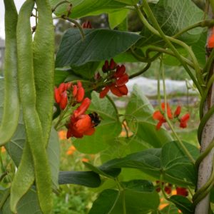 Runner Bean Scarlet Emperor