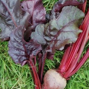 Beetroot Bulls Blood