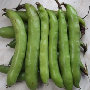 Broad Bean Hangdown Green