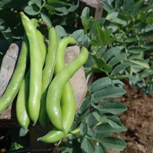 Broad Bean Superaquadulce