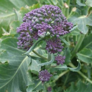 Broccoli Purple Sprouting Early