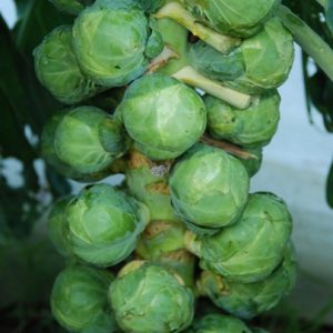 Brussels Sprout Doric F1